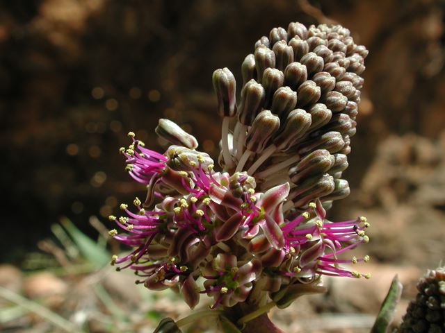 Ledebouria ovatifolia   AC  (2)